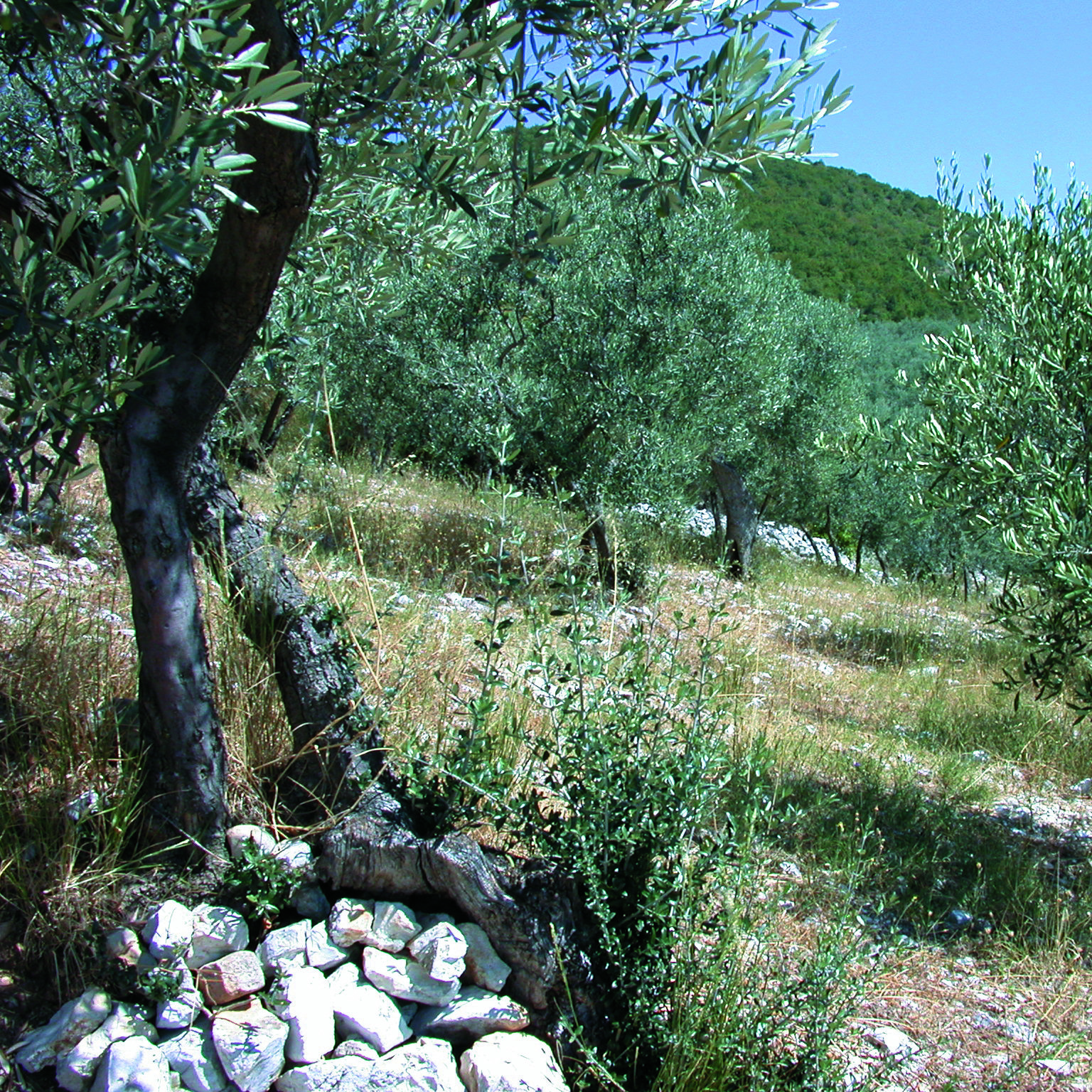 viola family olive trees