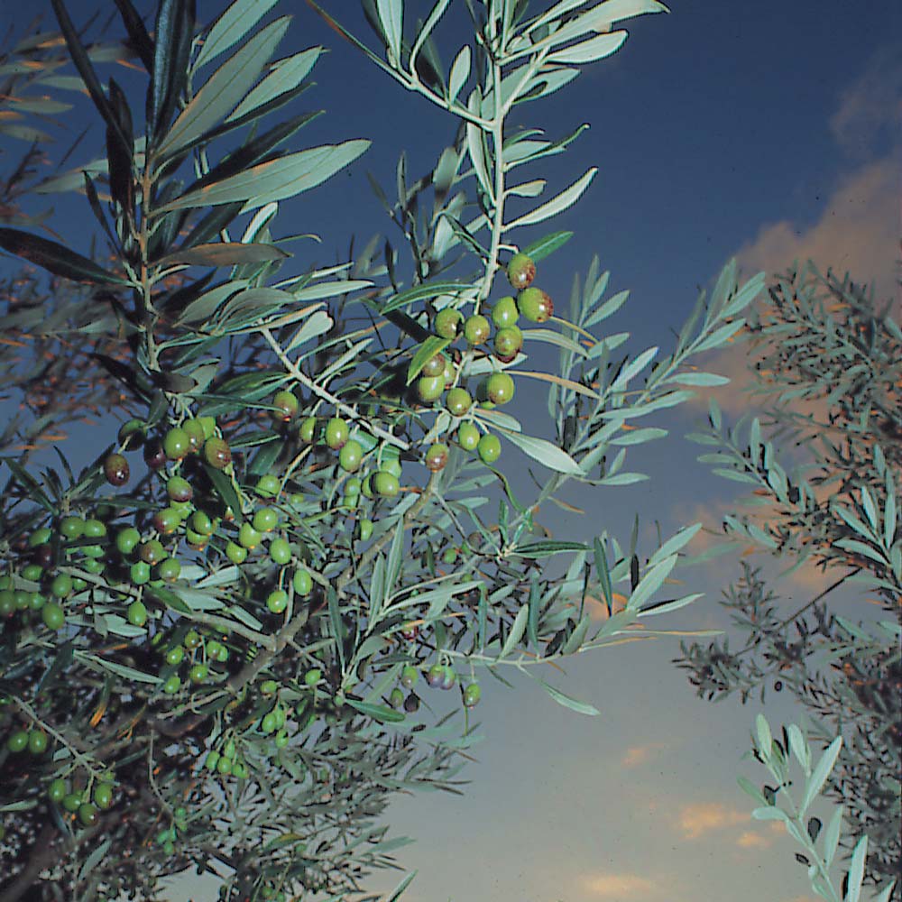 viola family olives